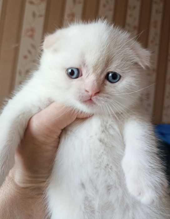 Скоттіш фолд голден поінт