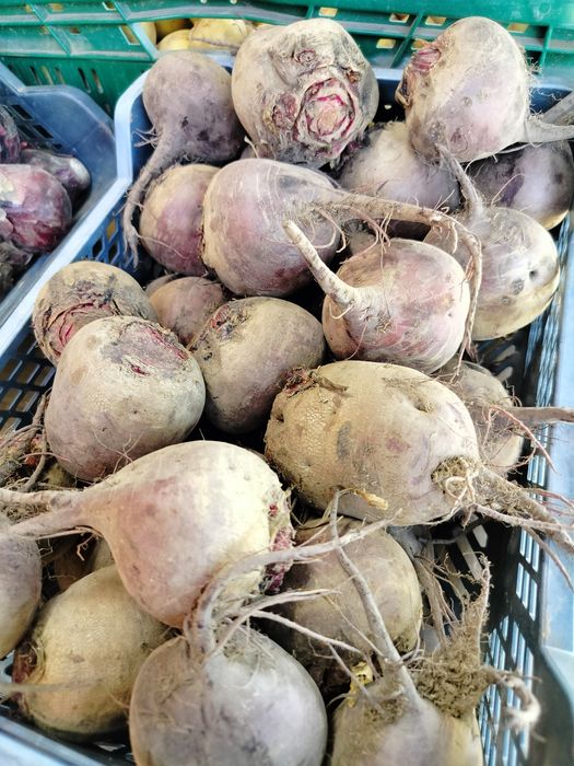 Buraki czerwone z własnego gospodarstwa