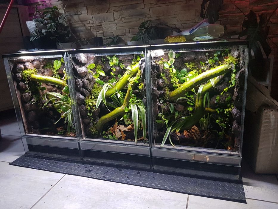 Terrarium tropikalne gekon