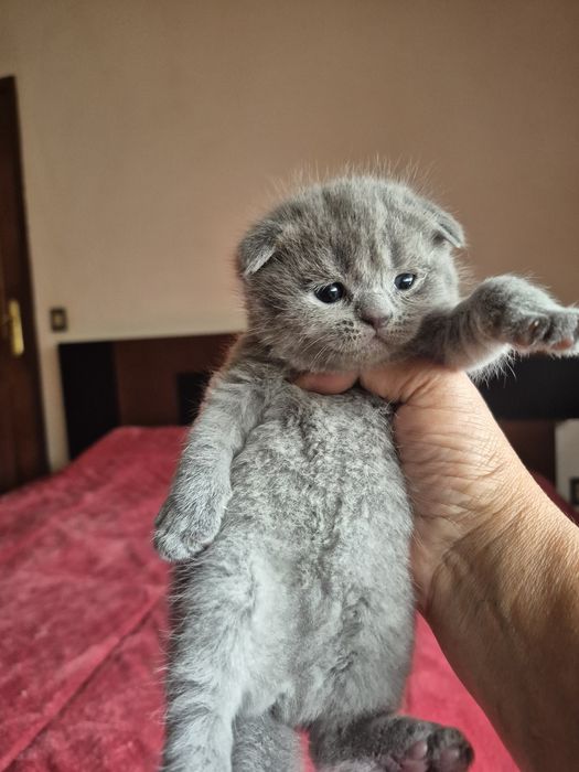 Scottish fold lindissimo