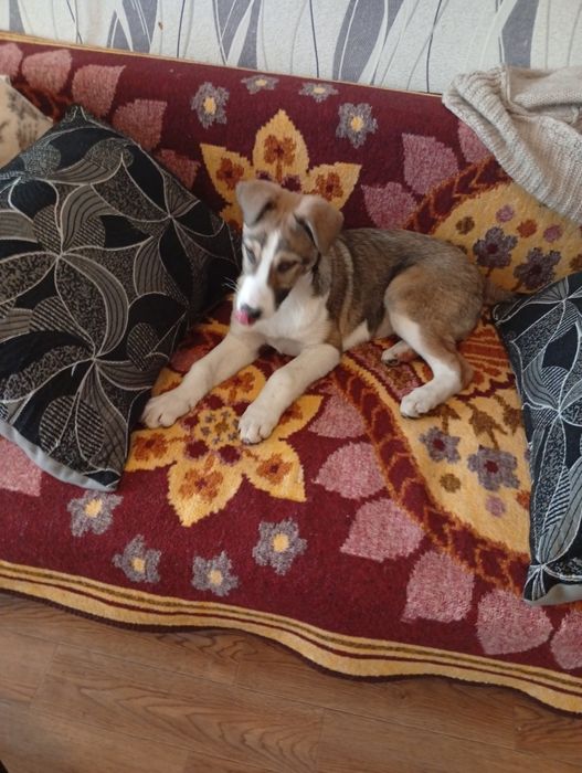 Отдам в хорошие руки