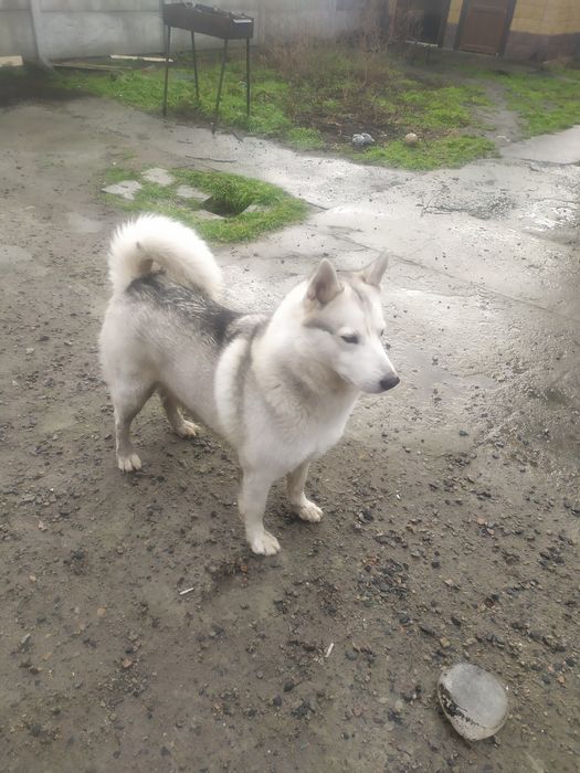 Собачка Сибирская хаски(волчонок Малыш)
