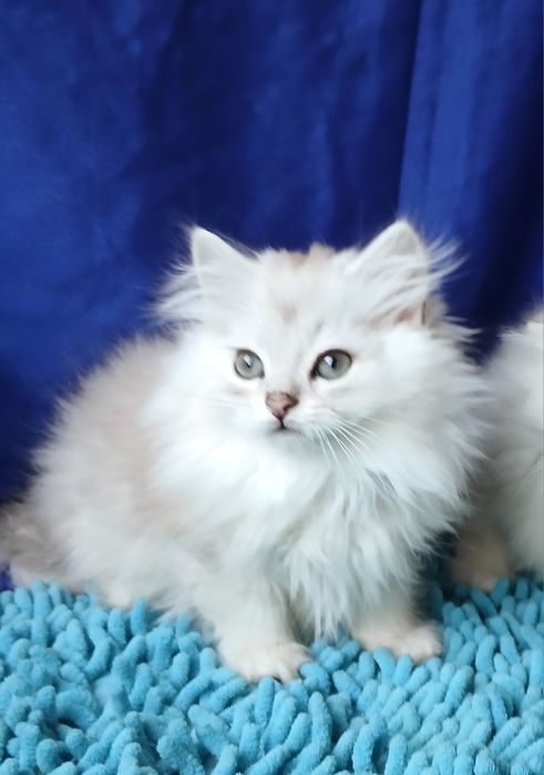 Серебристая шиншилла мальчик длинношерстный британский