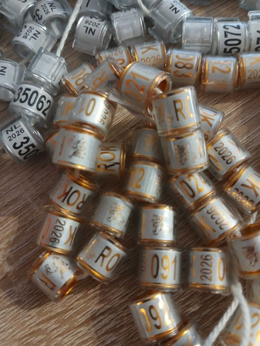 Obrączki dla gołębi pocztowych 2026