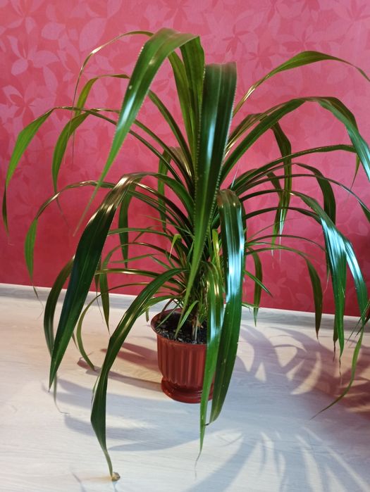 Продам пальму Панданус ( винтовая пальма)