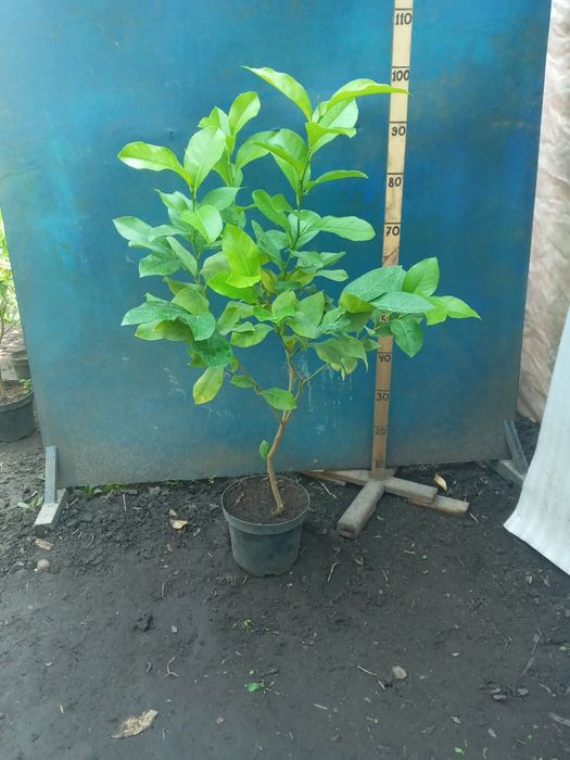 Лимон штамб Павловский