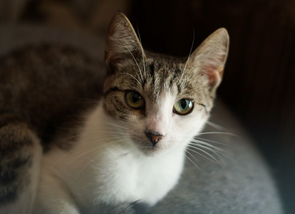 Oddam roczną kotkę