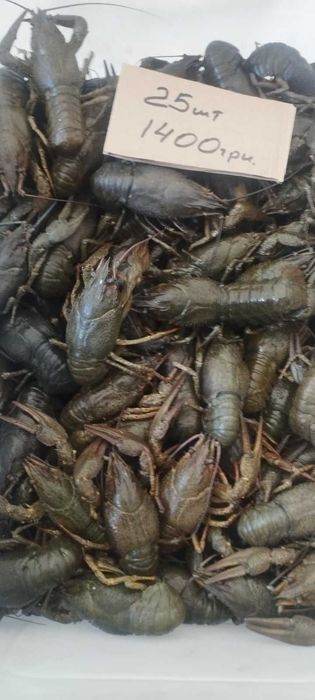 Раки живые, речные и варенные