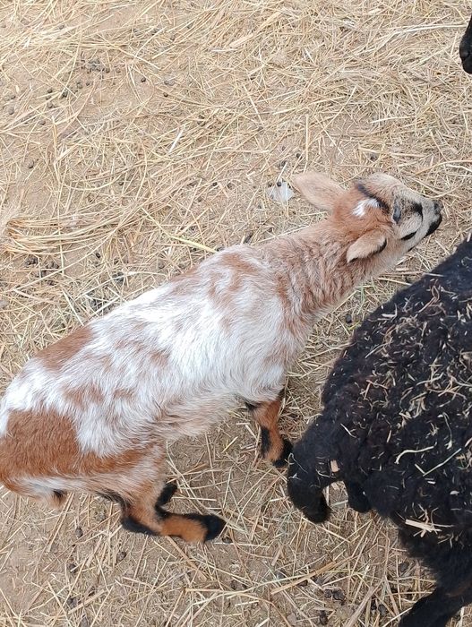 Rezerwacja młodych baranków kamrun/Barbados