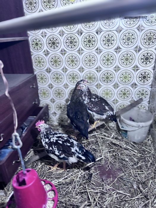 Frangas e frango legohrn