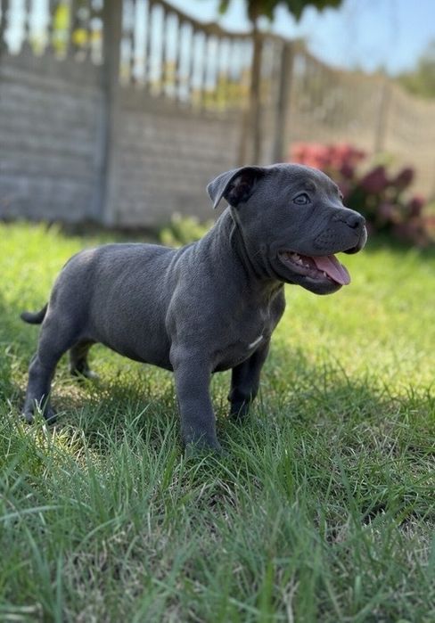 Staffordshire Bull Terrier -Staffik