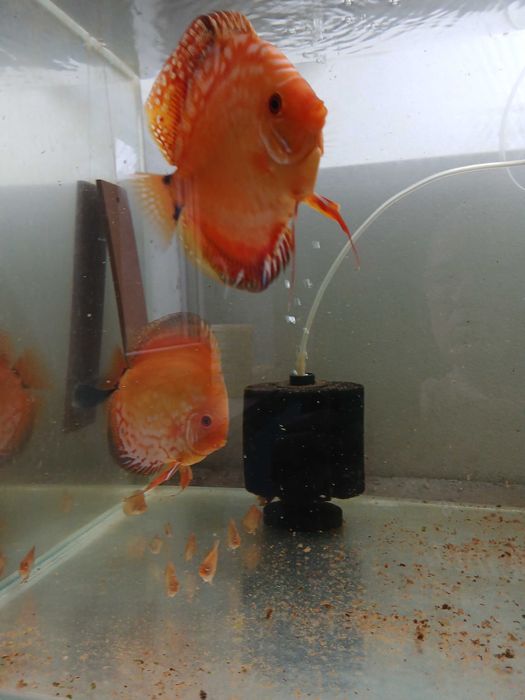 Paletki  Dyskowce roczna para, pierwszy miot