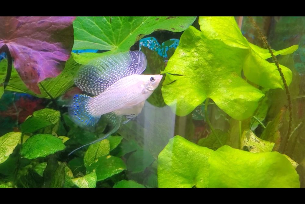 Молінезія сніжинка ліра бантова