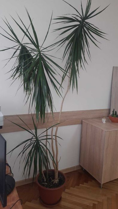 Драцена Маргіната