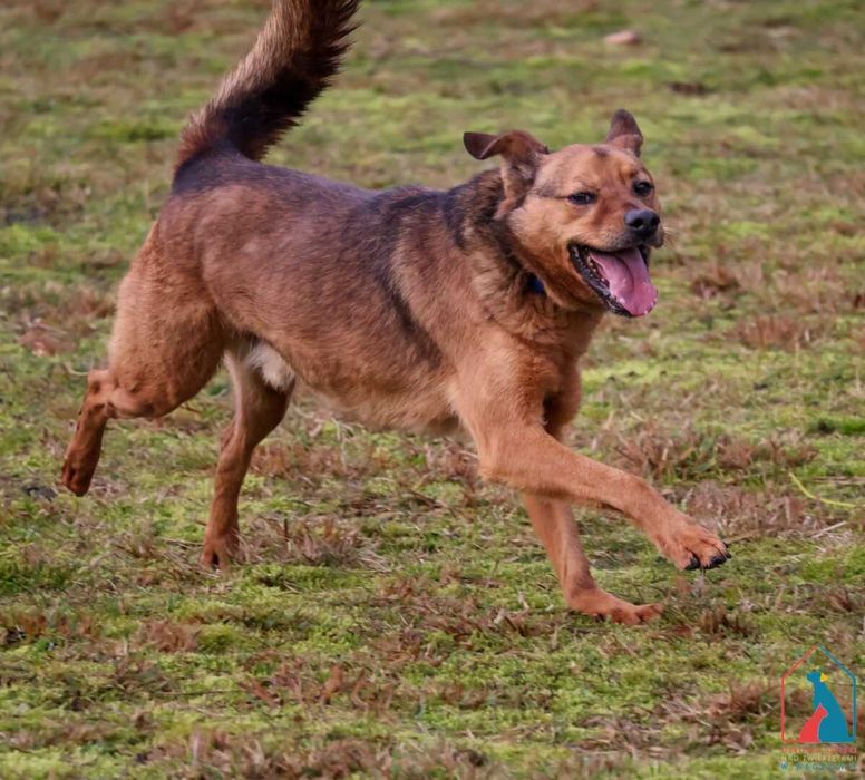 Nieduży, bardzo kochany piesek do adopcji