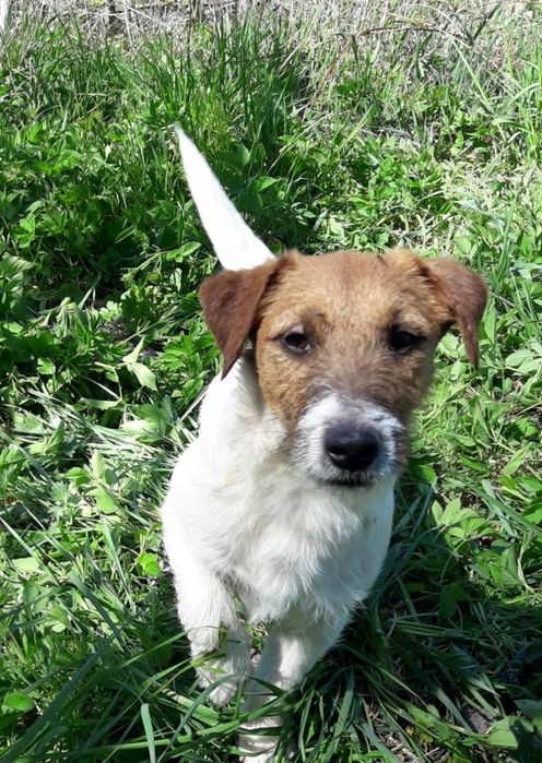 Jack Russell Terrier piesek(FCI)