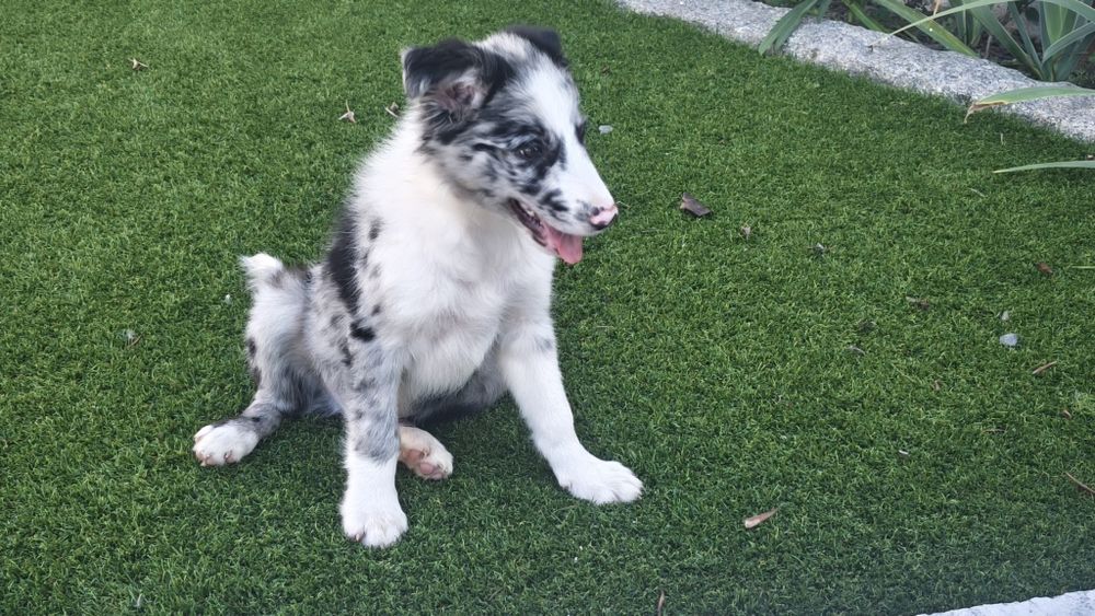 Lindíssimo Border collie macho Belue Merle  disponível