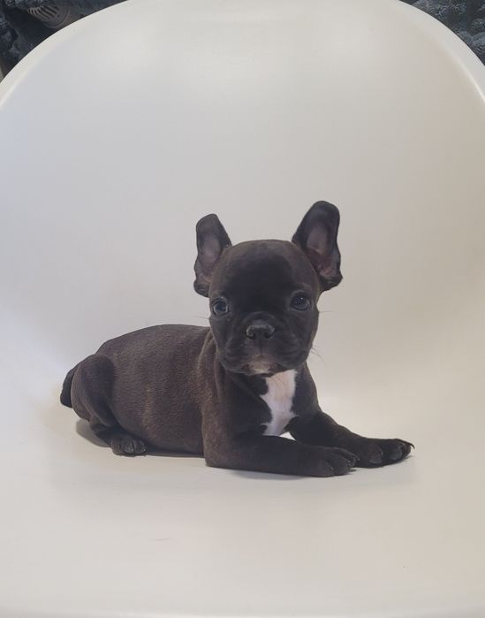 Bulldog francês macho