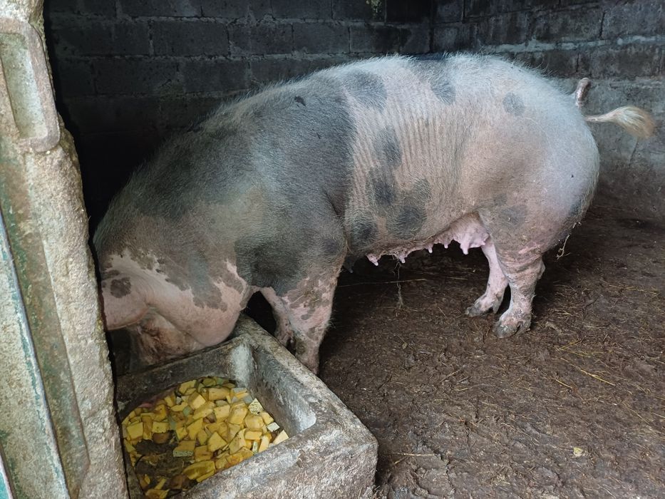 Porca pietran caseira