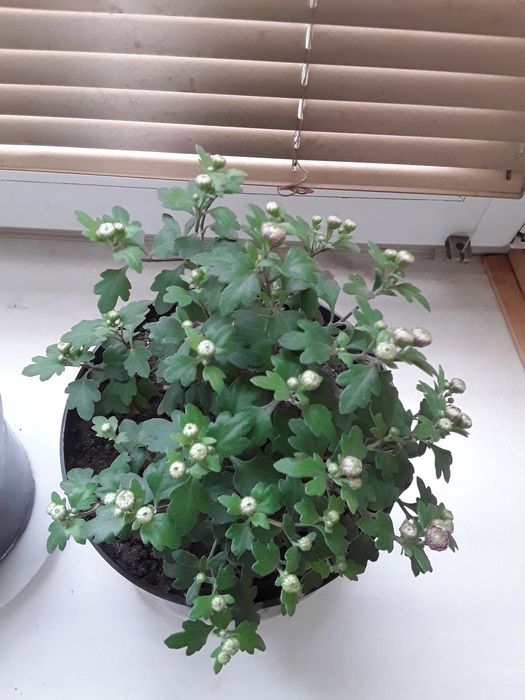 Уличние растения