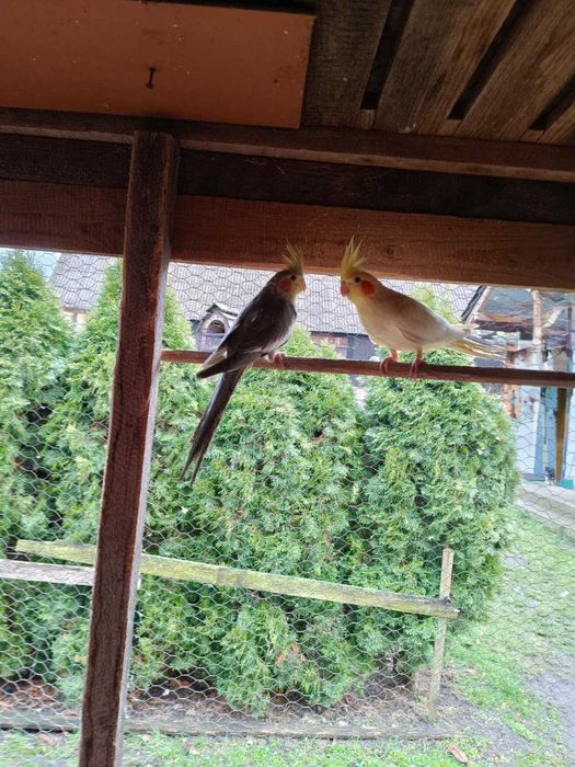 Papugi Nimfy sprzedam