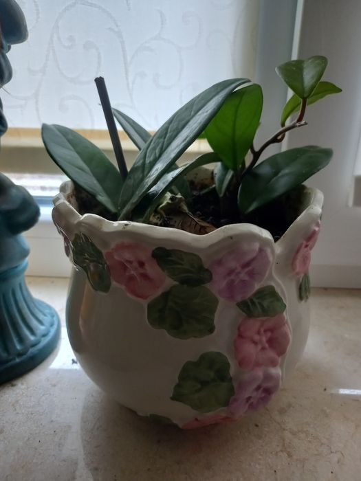 Хойя хойя хойя хойя детка