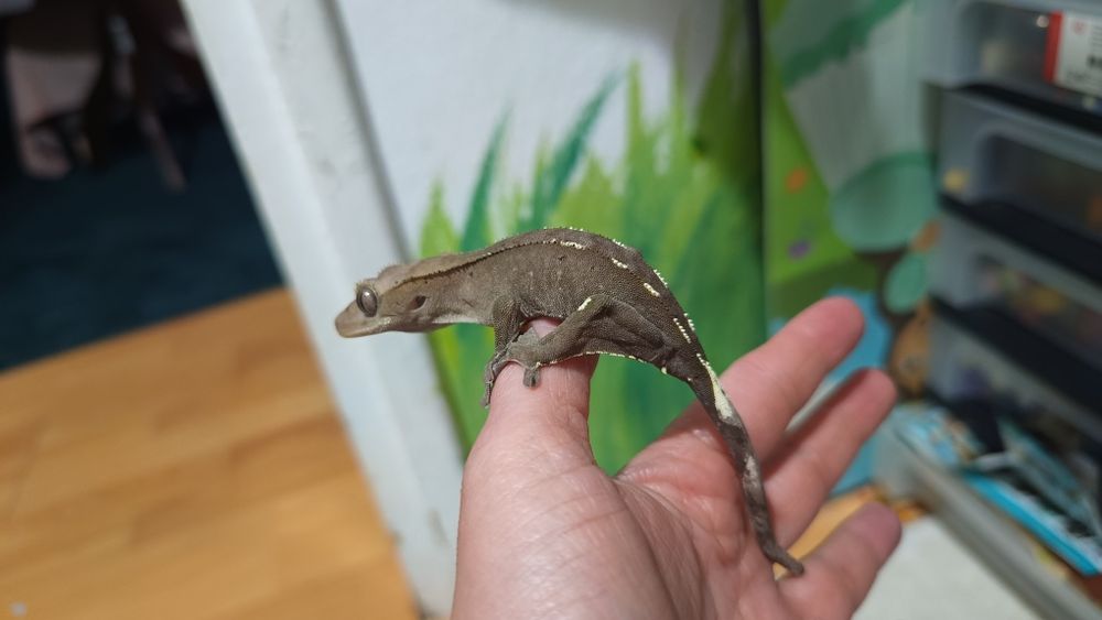 Gekon orzesiony axanthic
