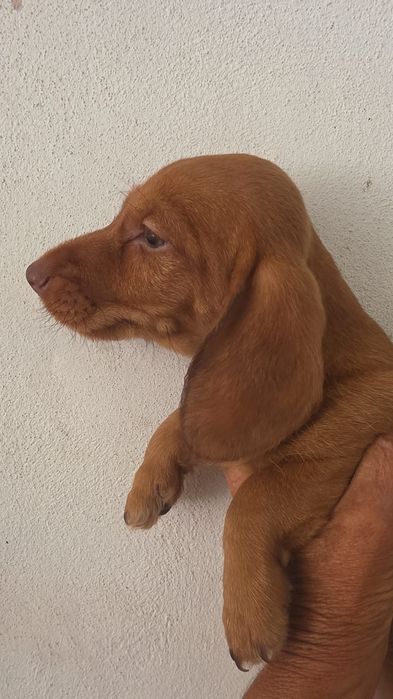 Teckel pêlo  curto macho