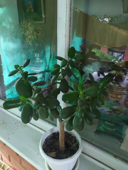 Денежное дерево.