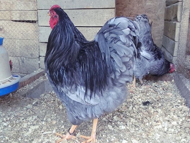 Яйце інкубаційне,курчата, Віандот блакитний, колумбія.