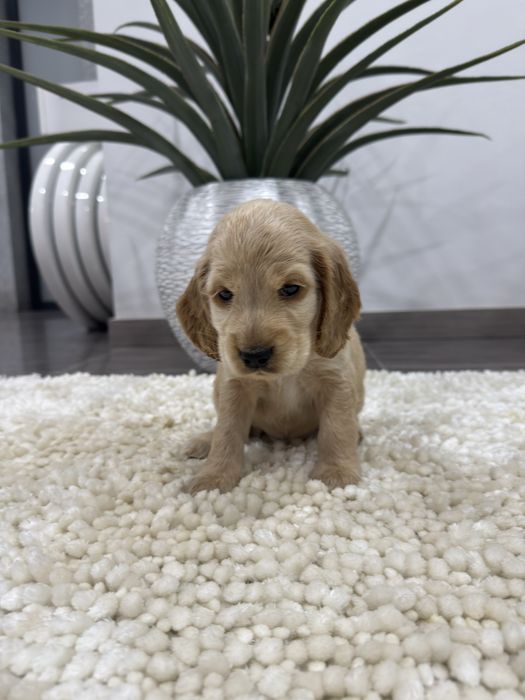 Cocker spaniel Ingles