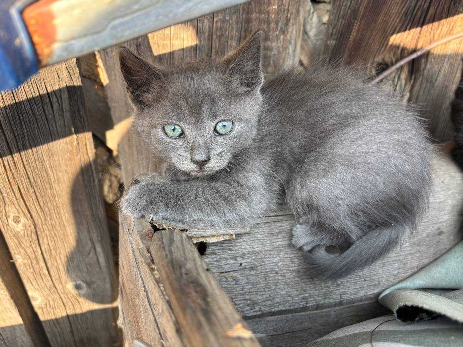 Віддам котиків в гарні руки