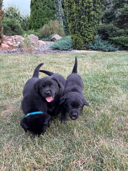 Szczeniak Labrador Retriever suczka gotowa do odbioru