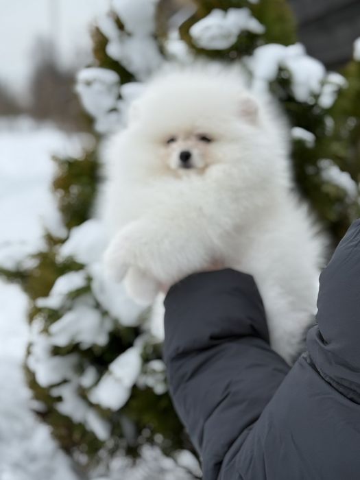 Хлопчик померанського шпіца