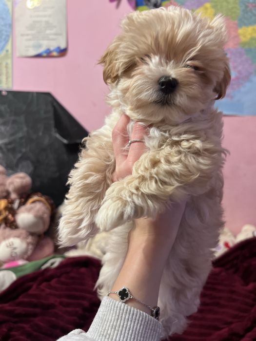 Цуцик мальтіпу F1