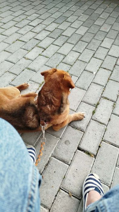 Cadela com chipe e vacinação em dia