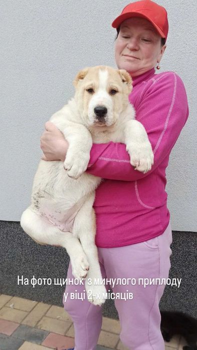 Алабай, середньоазіацька вівчарка