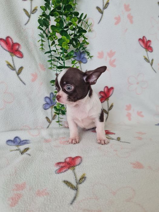 Excecional mini menino Chihuahua/Chiuaua cabeça de maça. de Qualidd