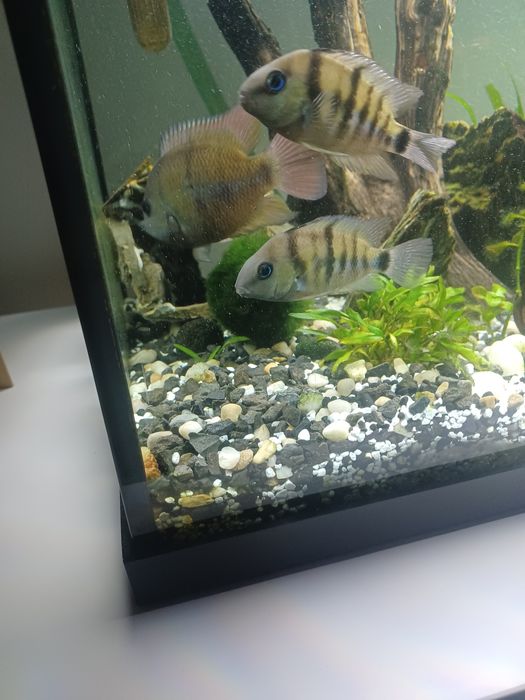 Młode pielegnice cutter