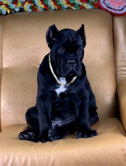 Купірувані хлопчик дівчинка-Топ щенки Cane corso