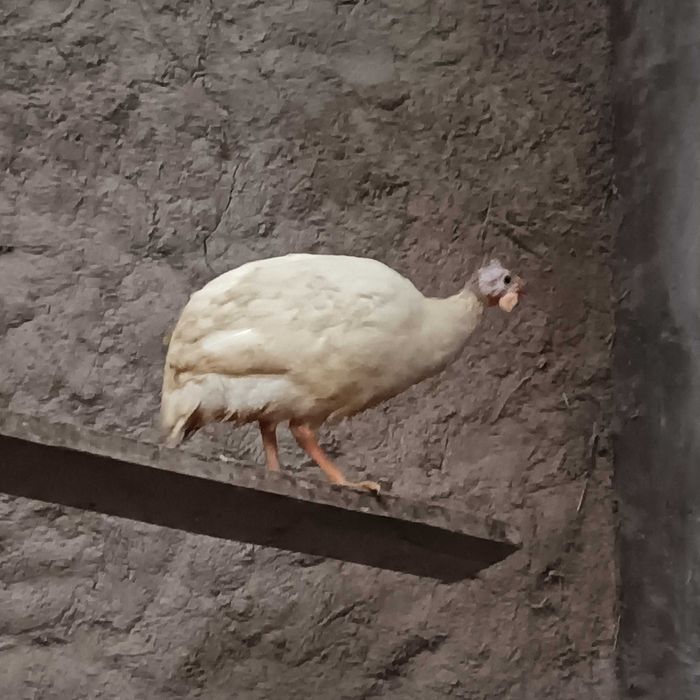 Ovos de fraca branca / galinhas de Angola brancas pequenas / cocós