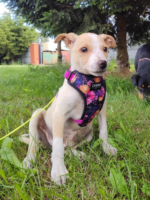 2 miesięczne szczeniaki, adopcja za darmo oddam