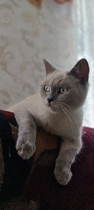 Скотіш Страйт В'язка