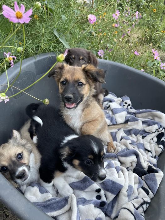 Віддам безкоштовно щенят