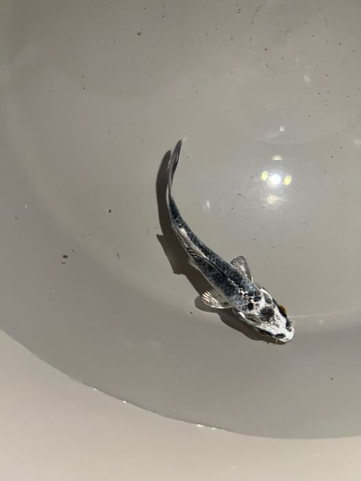 Carpas koi.