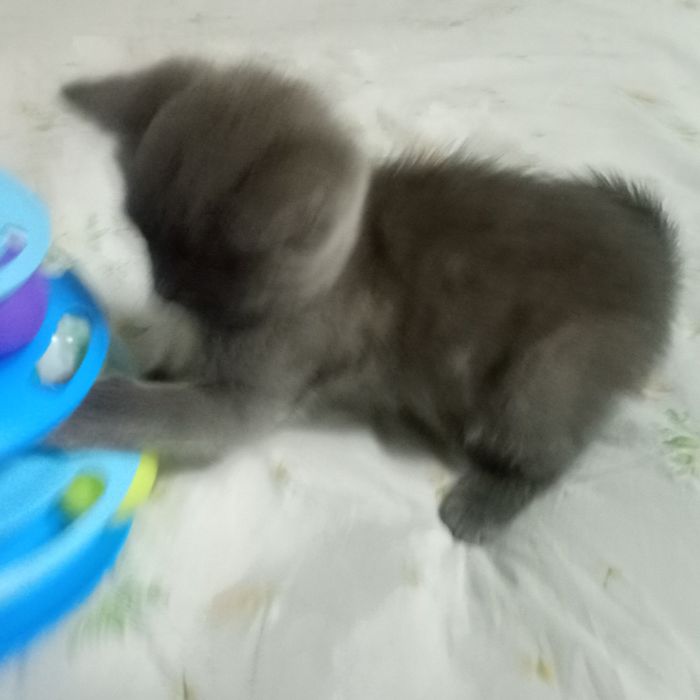 Кошеня в добрі руки