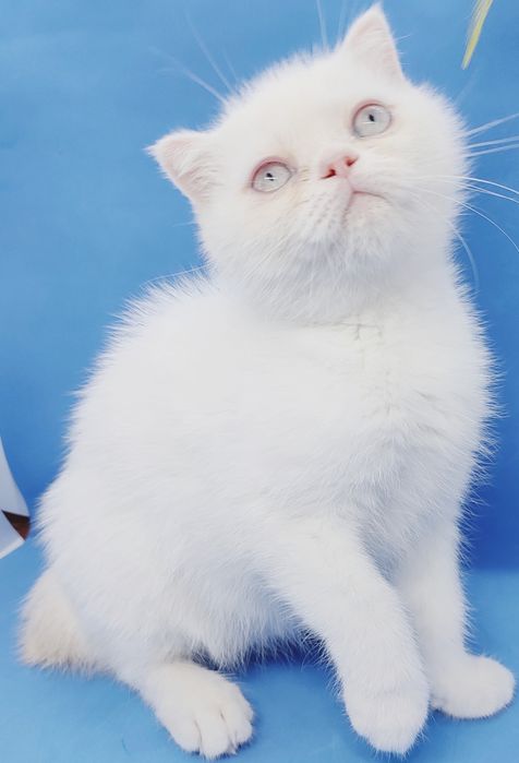 Британский короткошерстный