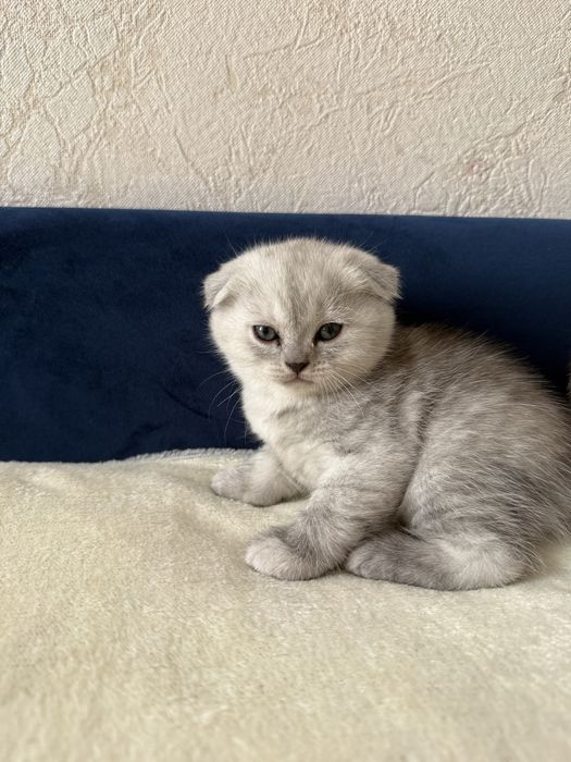 Шотландські висловухі