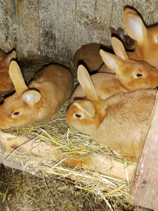 Króliki nowozelandzkie