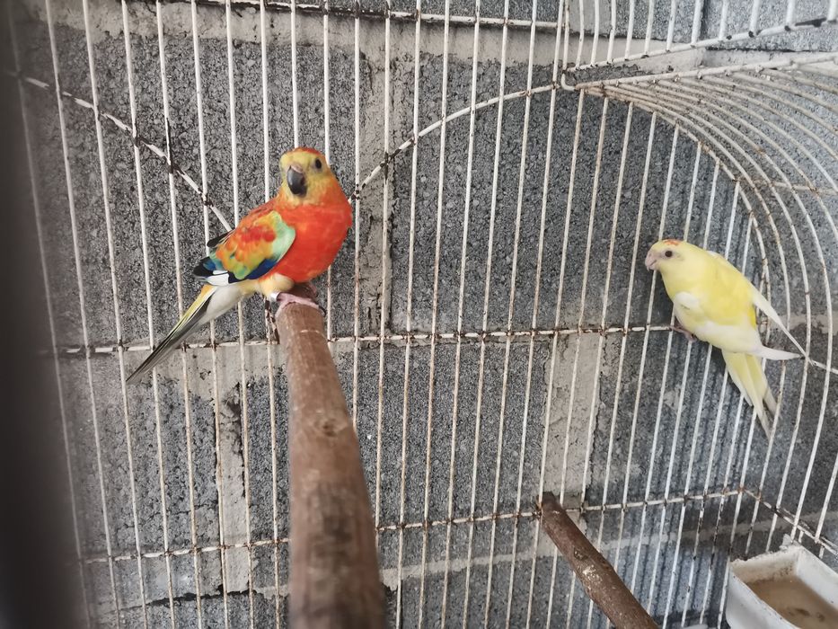 Casal de Red rump laranja